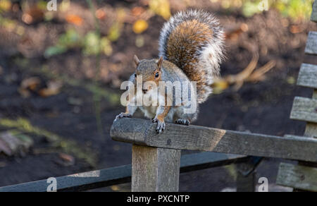 Graue Eichhörnchen sitzt auf dem Ende der Bank, Großbritannien Stockfoto