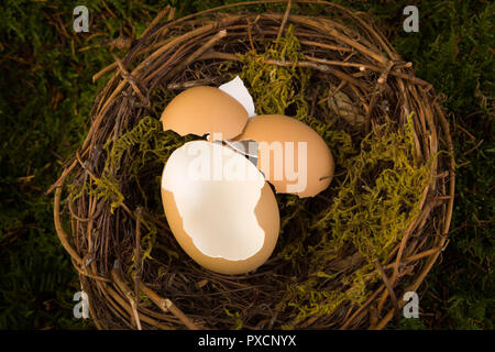 Leere Eier in ein Vogelnest als digitale Kulisse für Neugeborene Fotografie verwendet werden. Stockfoto