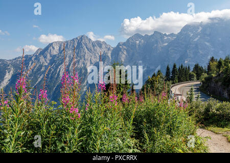 Rosebay Weidenröschen neben dem Rossfeld Panoramastraße, Bayern, Deutschland Stockfoto