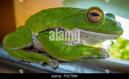 Japanische Forest Green Tree Frog, Kanazawa, Japan Stockfoto