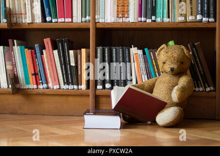 Teddy Bär liest ein Buch in der Bibliothek - Studium Szene Stockfoto