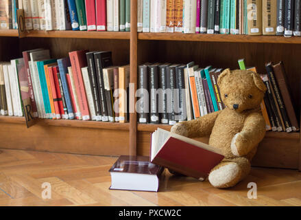 Teddy Bär liest ein Buch in der Bibliothek - Studium Szene Stockfoto