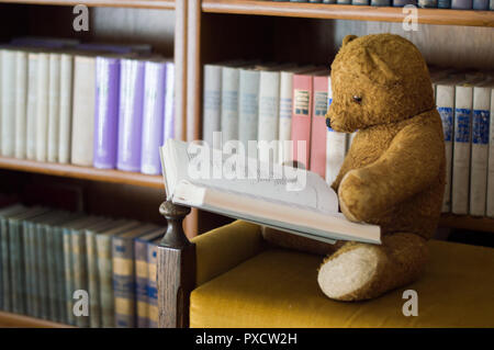 Teddy Bär liest ein Buch in der Bibliothek - Studium Szene Stockfoto