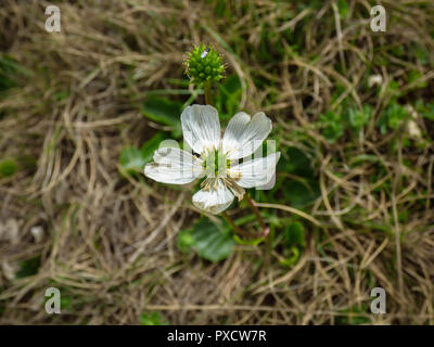 Close up white flower von Ranunculus crenatus n Pelister National Park in Mazedonien Stockfoto