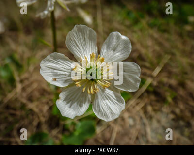 Close up white flower von Ranunculus crenatus n Pelister National Park in Mazedonien Stockfoto