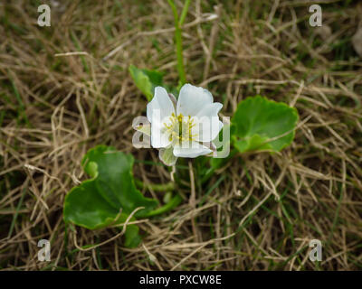 Close up white flower von Ranunculus crenatus n Pelister National Park in Mazedonien Stockfoto