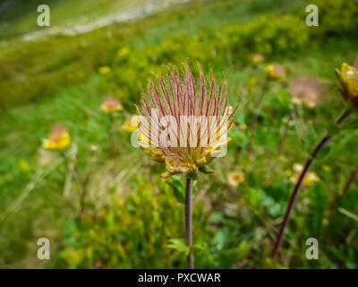 Behaarte Samen der Alpinen avens, lateinischer Name Geum montanum im Pelister National Park in Mazedonien Stockfoto