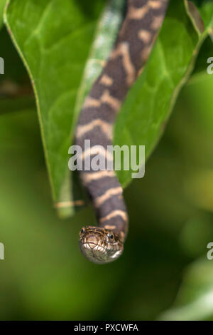 Baby nördlichen Wasser Schlange (Nerodia sipedon sipedon) von einem buttonbush Zweig - Ontario, Kanada hängen Stockfoto