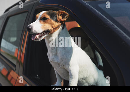 Hundes beim Schauen durch's Auto Fenster Stockfoto