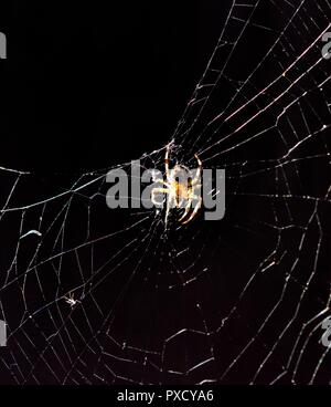 OrbWeaver Spinne Araneus diadematus, European Garden Spider, Diadem Spinne, Spinne auf einem Webserver im Herbst Sonnenschein in Großbritannien. Stockfoto