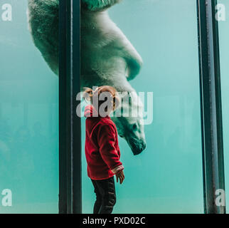 Kleines Kind an ein Eisbär im Zoo suchen Stockfoto