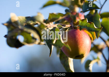 Einzigen apple mit Blätter auf einem Apfelbaum umgeben Stockfoto