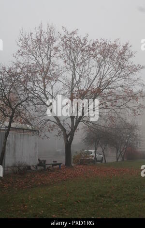 Anfang Herbst morgen auf leerer Straße mit milchigen Nebel und hellen Laub Stockfoto