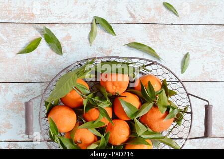 Tangerinen (Orangen, Mandarinen, Clementinen, Zitrusfrüchte) mit Blättern im Warenkorb auf grauem Hintergrund. Mandarinen mit Blättern in weiß Warenkorb Auf Stockfoto