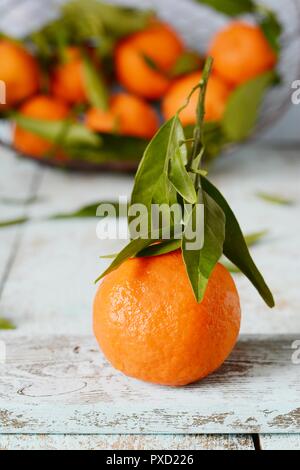 Tangerinen (Orangen, Mandarinen, Clementinen, Zitrusfrüchte) mit Blättern im Warenkorb auf grauem Hintergrund. Mandarinen mit Blättern in weiß Warenkorb Auf Stockfoto