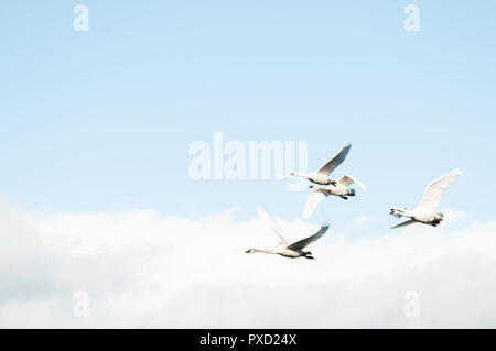 Eine kleine Herde von Trumpeter Schwäne im Flug vor blauem Himmel Stockfoto