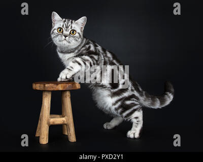 Ausgezeichnete schwarz silber gestromt Britisch Kurzhaar Katze Kätzchen Seite Möglichkeiten mit den Vorderpfoten auf kleinen hölzernen Schemel und gerade auf der Suche bei c Stockfoto