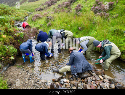 Goldwaschen Kurs für Besucher und Touristen auf dem Wasser in der Nähe von Mennock Wanlockhead, Schottland. Stockfoto