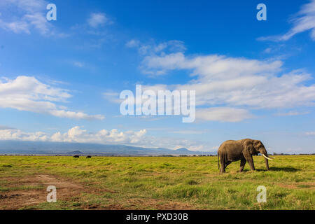 Afrikanischer Elefant in der Masai Mara Kenia Afrika Stockfoto