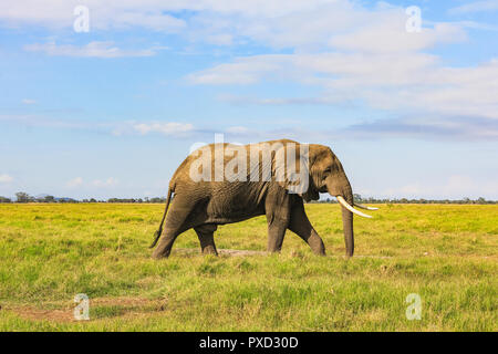 Afrikanischer Elefant in der Masai Mara Kenia Afrika Stockfoto