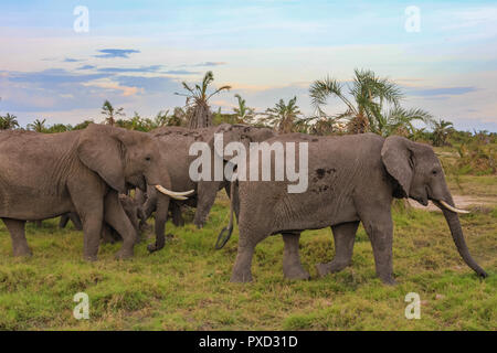 Afrikanische Elefanten auf der Masai Mara, Kenia Afrika Stockfoto