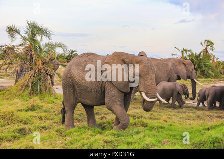 Afrikanische Elefanten auf der Masai Mara, Kenia Afrika Stockfoto