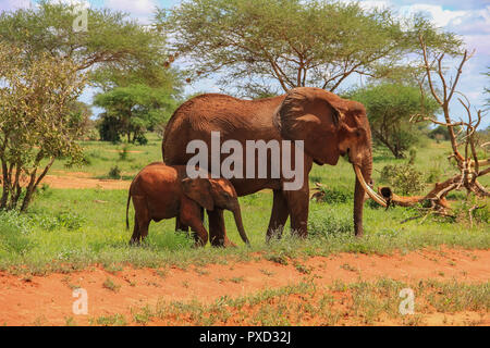 Afrikanische Elefanten auf der Masai Mara, Kenia Afrika Stockfoto