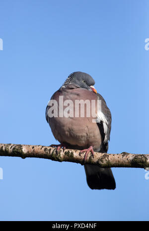 Woodpigeon, Columba Palumbus, Alleinstehenden thront auf Zweig. Slimbridge, Gloucestershire, UK. Stockfoto