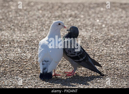 Verwilderte Tauben, Columba livia, Paar umwerben. Gloucestershire, Vereinigtes Königreich. Stockfoto