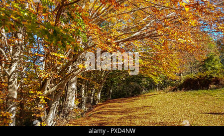 Herbst im Nationalpark Gran Sasso e Monti della Laga, Abruzzen, Italien Stockfoto