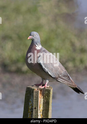 Woodpigeon, Columba Palumbus, Alleinstehenden thront auf Zaunpfosten. Slimbridge, Gloucestershire, UK. Stockfoto