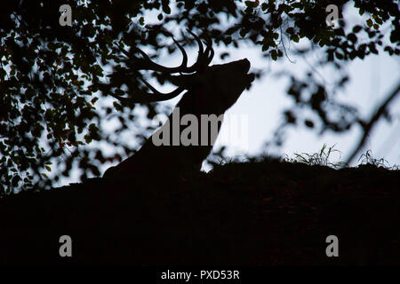 Hirsch silhouette Kopf Geweih blau dunstigen Himmel Stockfoto