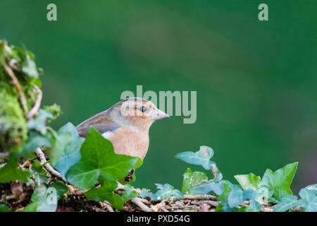 Weibliche buchfink Nahrungssuche in Mid Wales Stockfoto