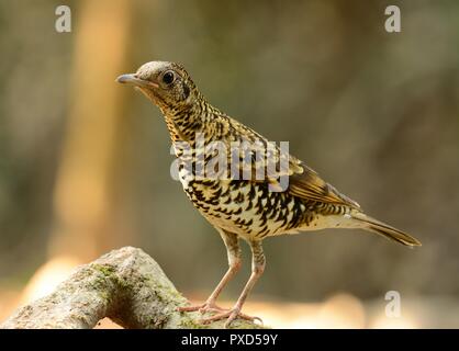 schöne weiße Soor (Zoothera Aurea) bei Thai Wald Stockfoto