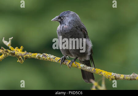 Corvus monedula (Western Jackdaw, Eurasian Jackdaw, Europäischen Dohle) thront auf einem Zweig im Sommer in West Sussex, UK. Stockfoto