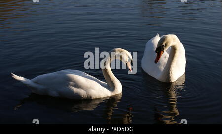 Schwäne im Gespräch auf dem Fluss steigen Stockfoto