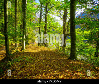 DE - Bayern: Holz entlang der Schlossweiher in der Nähe von Lenggries (HDR-Bild) Stockfoto