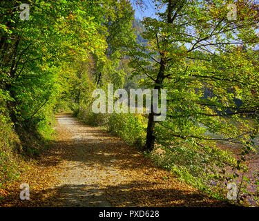 DE - Bayern: Holz entlang der Schlossweiher in der Nähe von Lenggries (HDR-Bild) Stockfoto