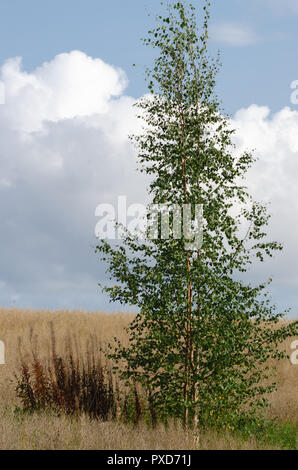 Eine einsame Birke, stehend auf einem goldenen Feld mit Wolken im Hintergrund Stockfoto