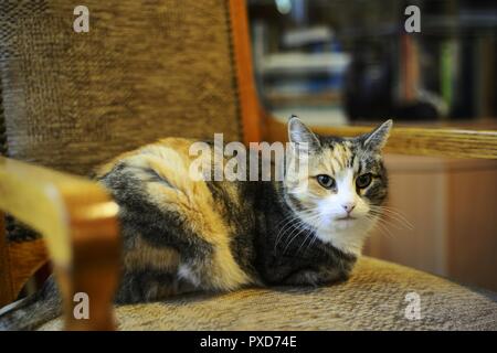 Dreifarbige Katze in einem alten Stuhl Stockfoto