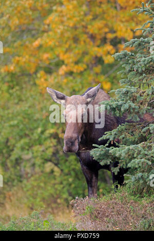 Weibliche Elche in Kincaid Park Anchorage Alaska Stockfoto