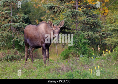 Weibliche Elche in Kincaid Park Anchorage Alaska Stockfoto