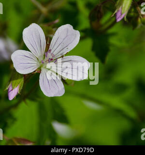 Vorne raus, einzelne weiße Blume mit einigen violetten Blüten im Hintergrund Stockfoto