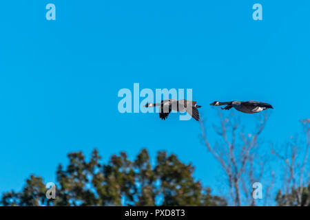 Zwei Kanadagänse (Branta canadensis) Fliegen über Bäume. Stockfoto
