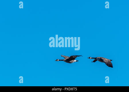Kanadagänse (Branta canadensis) fliegen gegen den klaren blauen Himmel. Stockfoto