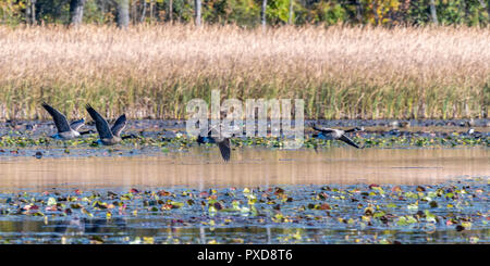 Kanada Gänse fliegen tief über Wasser in einem Sumpf im Sommer. Stockfoto