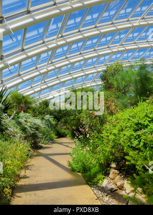 Das grosse Gewächshaus/Gewächshaus im Botanischen Garten von Wales, Llanarthne, Carmarthenshire, Wales, Großbritannien Stockfoto