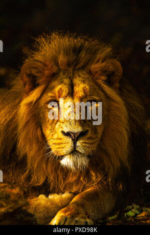 Goldener Löwe Stockfoto