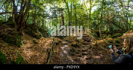 Eine Frau nimmt ein Panorama Foto können Sie über Ihr Mobiltelefon. Herbstliche Farben, Puzzlewood, Wald von Dean, Gloucestershire. Stockfoto