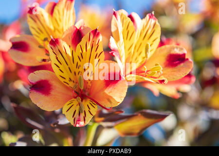 Alstromeria 'Indian Summer' bunte Blumen, UK. Stockfoto